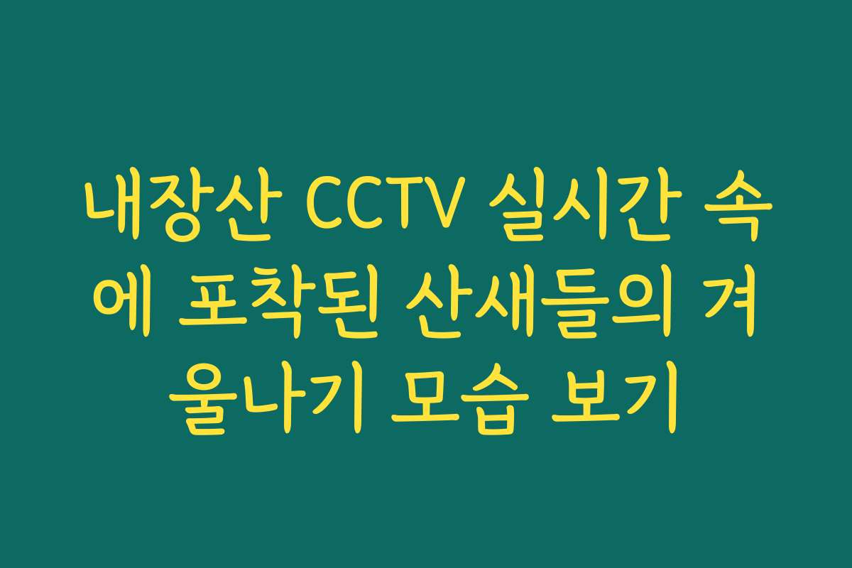 내장산 CCTV 실시간 속에 포착된 산새들의 겨울나기 모습 보기