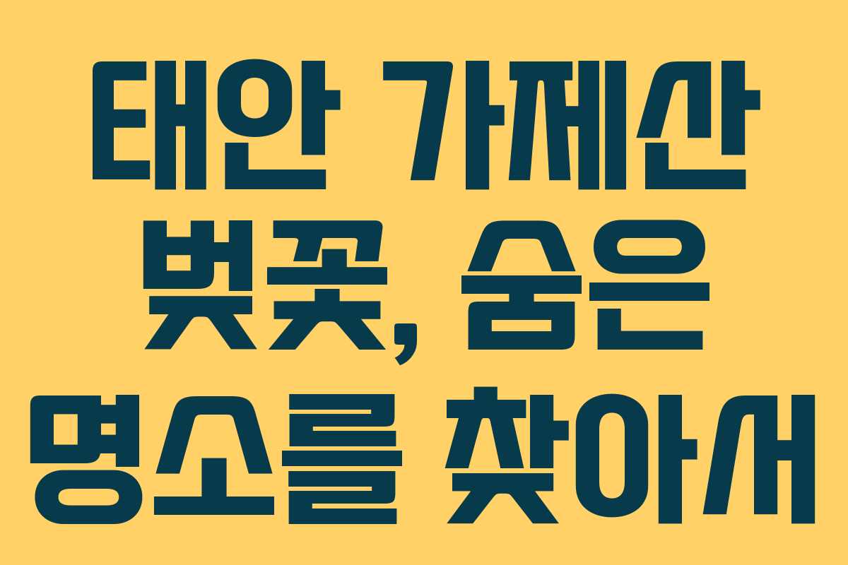 태안 가제산 벚꽃, 숨은 명소를 찾아서