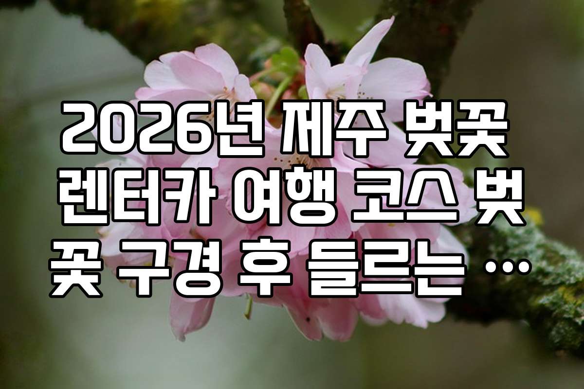 2026년 제주 벚꽃 렌터카 여행 코스 벚꽃 구경 후 들르는 로컬 맛집 지도