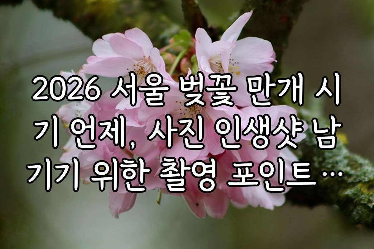 2026 서울 벚꽃 만개 시기 언제, 사진 인생샷 남기기 위한 촬영 포인트 추천