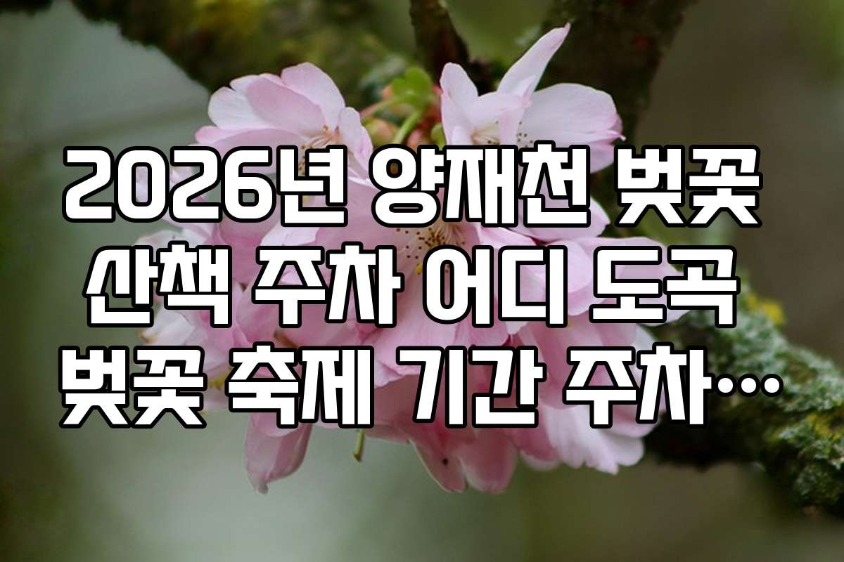 2026년 양재천 벚꽃 산책 주차 어디 도곡 벚꽃 축제 기간 주차 팁