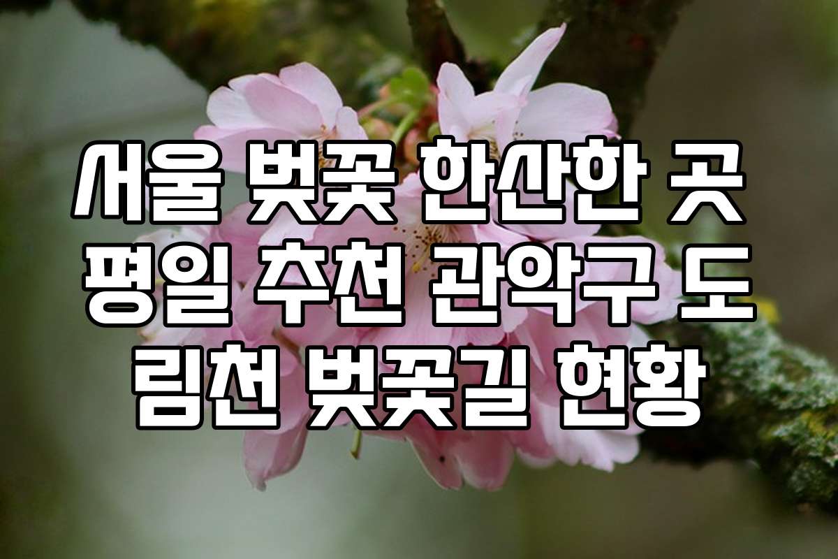 서울 벚꽃 한산한 곳 평일 추천 관악구 도림천 벚꽃길 현황