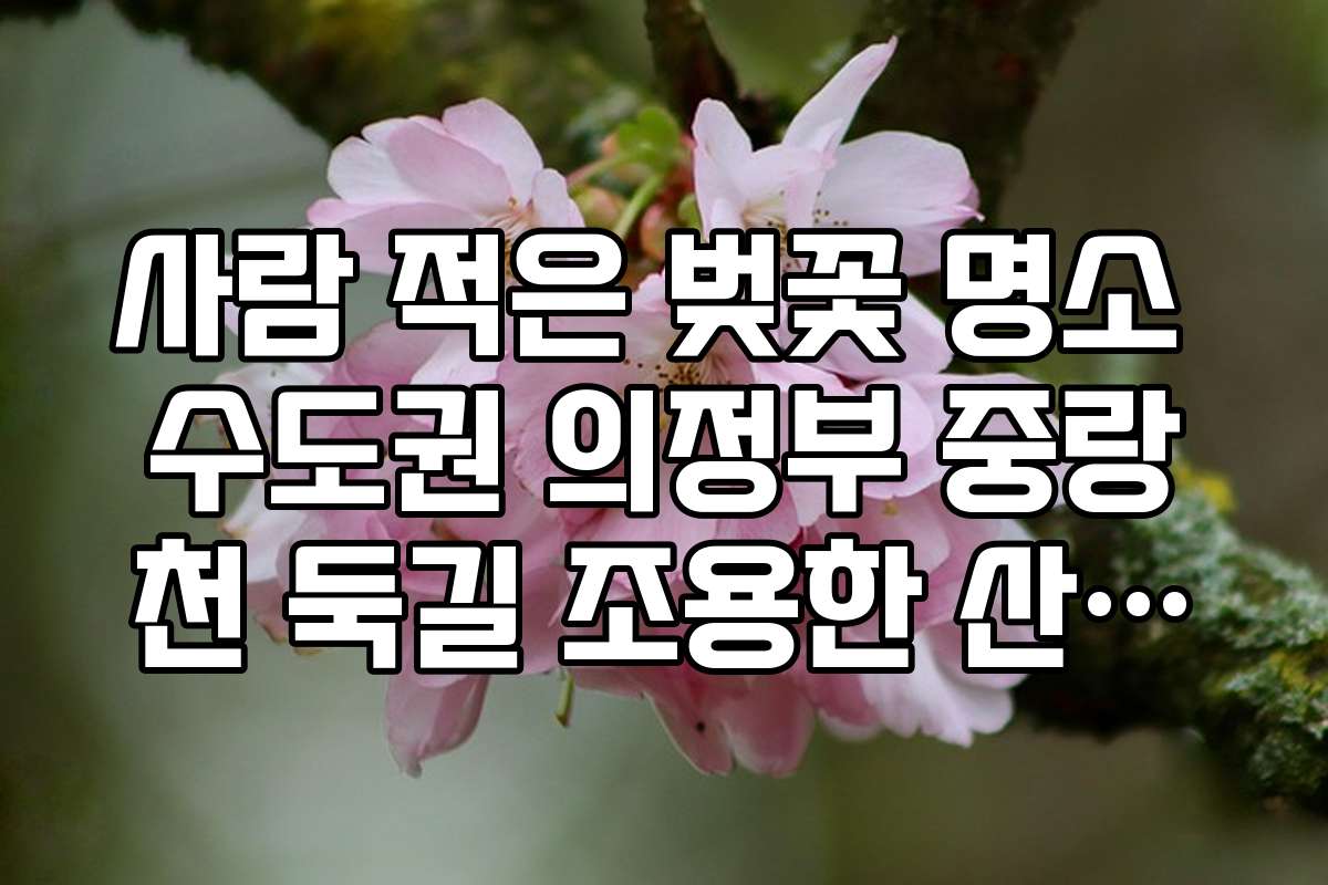 사람 적은 벚꽃 명소 수도권 의정부 중랑천 둑길 조용한 산책법