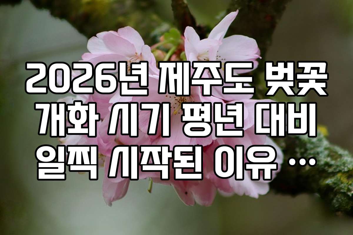 2026년 제주도 벚꽃 개화 시기 평년 대비 일찍 시작된 이유 분석