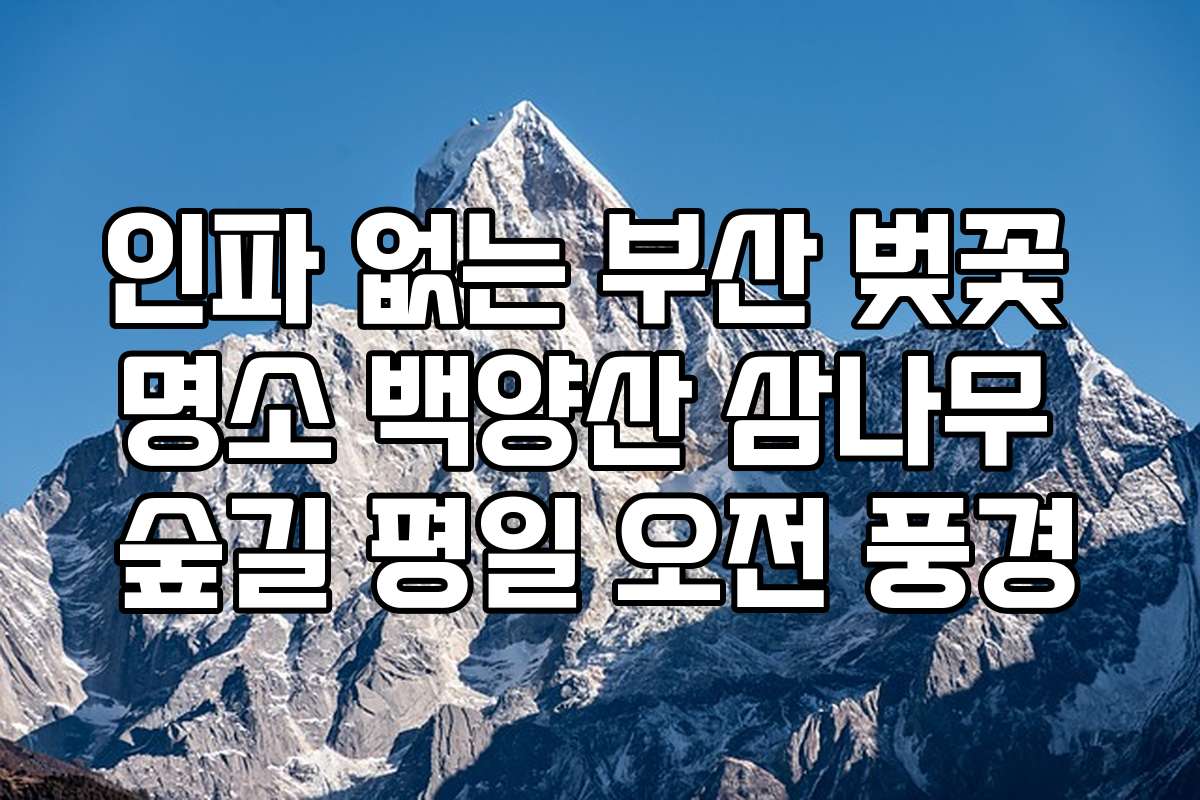 인파 없는 부산 벚꽃 명소 백양산 삼나무 숲길 평일 오전 풍경