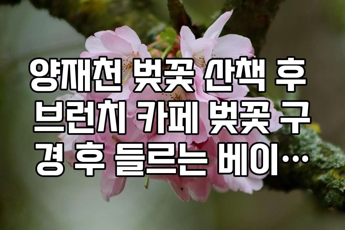 양재천 벚꽃 산책 후 브런치 카페 벚꽃 구경 후 들르는 베이커리 카페