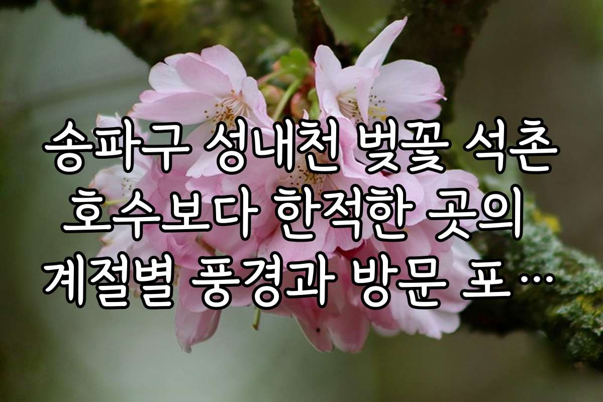 송파구 성내천 벚꽃 석촌호수보다 한적한 곳의 계절별 풍경과 방문 포인트 소개