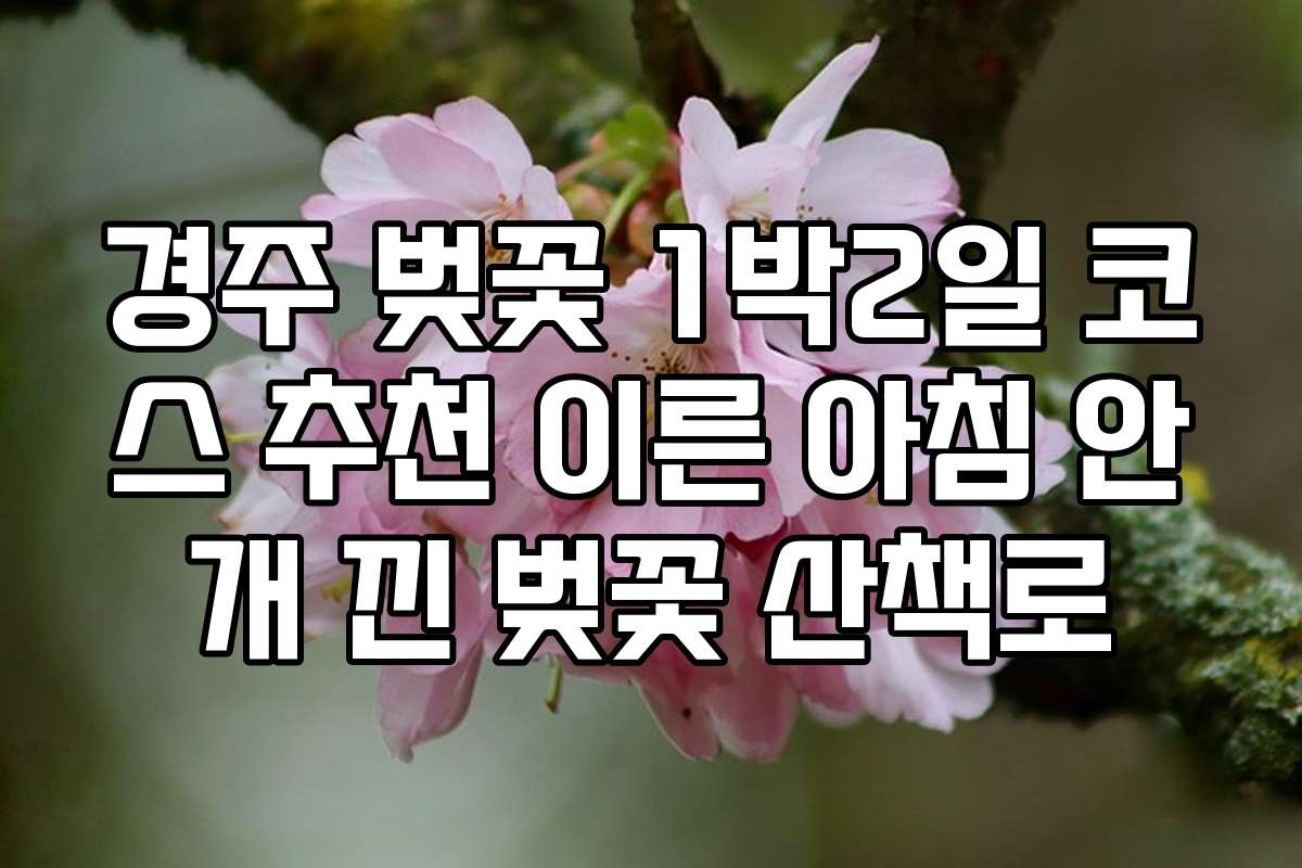 경주 벚꽃 1박2일 코스 추천 이른 아침 안개 낀 벚꽃 산책로
