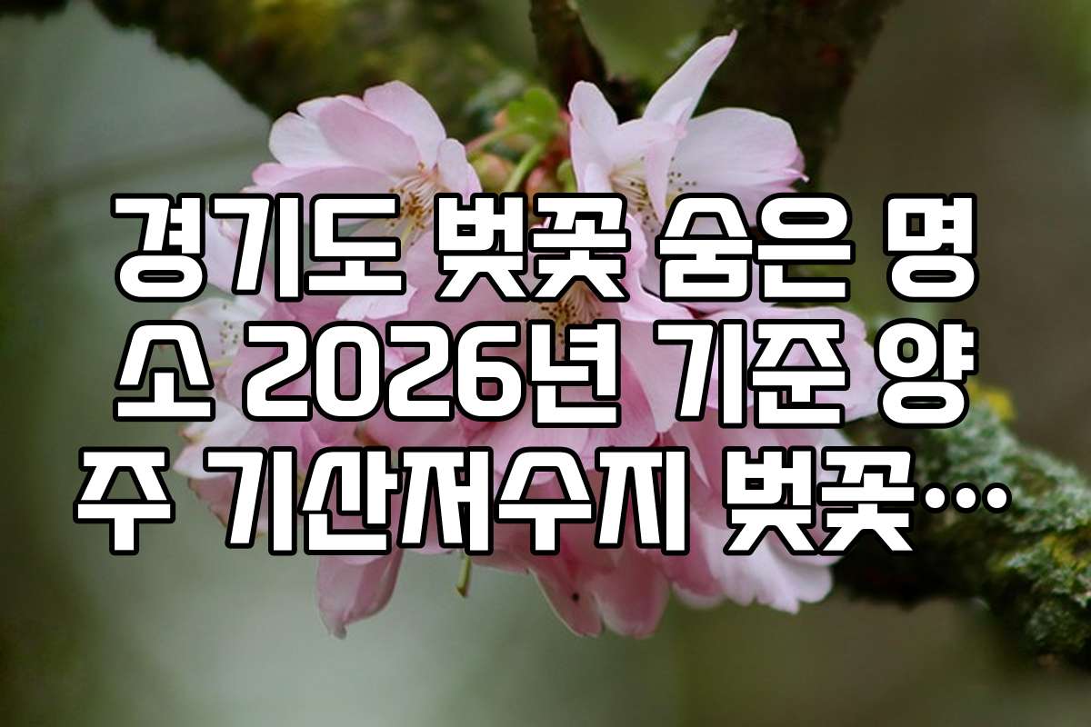 경기도 벚꽃 숨은 명소 2026년 기준 양주 기산저수지 벚꽃 산책