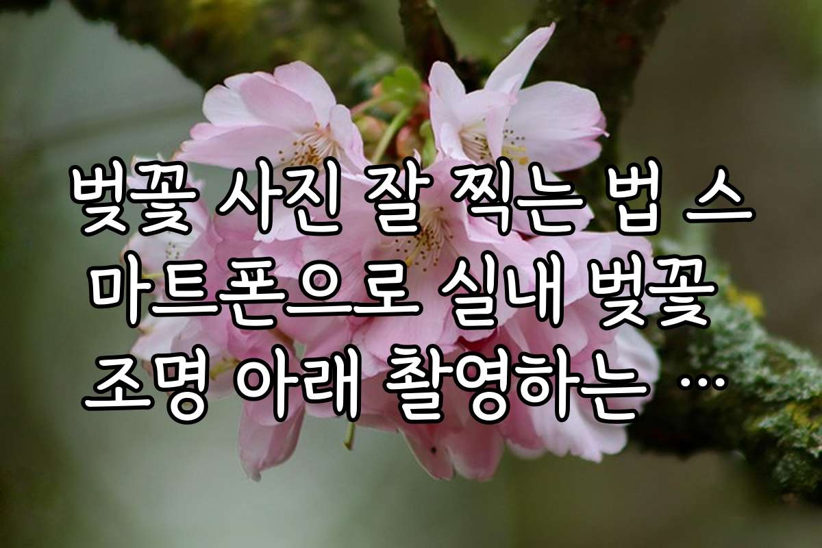 벚꽃 사진 잘 찍는 법 스마트폰으로 실내 벚꽃 조명 아래 촬영하는 노하우