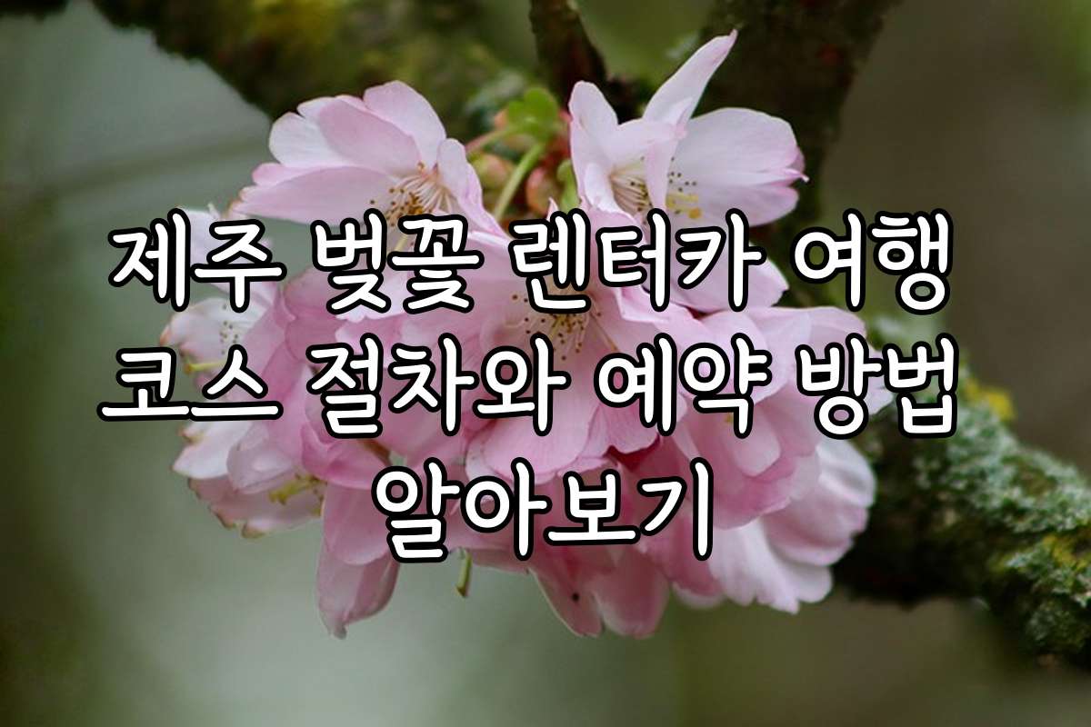제주 벚꽃 렌터카 여행 코스 절차와 예약 방법 알아보기