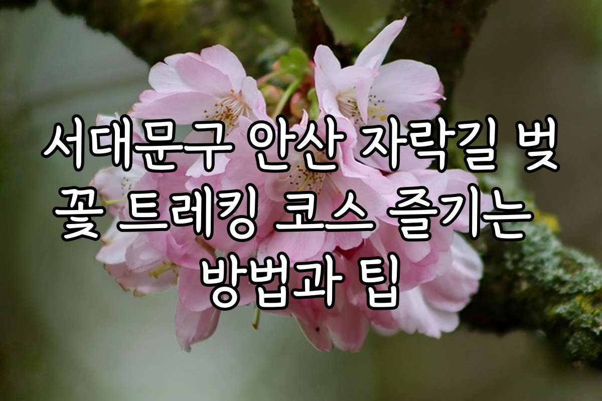 서대문구 안산 자락길 벚꽃 트레킹 코스 즐기는 방법과 팁