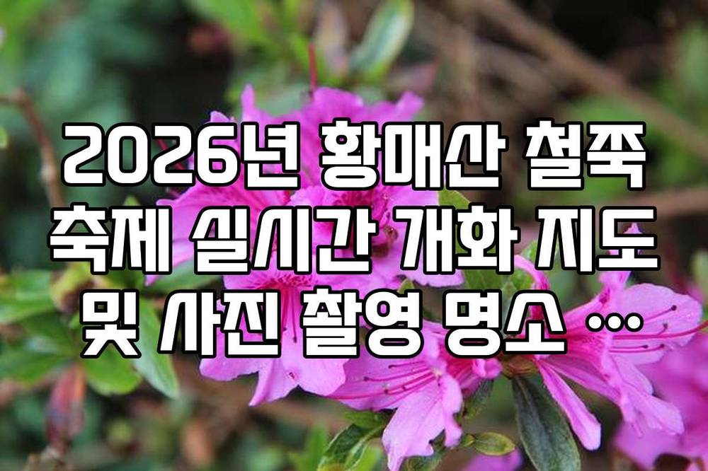 2026년 황매산 철쭉축제 실시간 개화 지도 및 사진 촬영 명소 안내