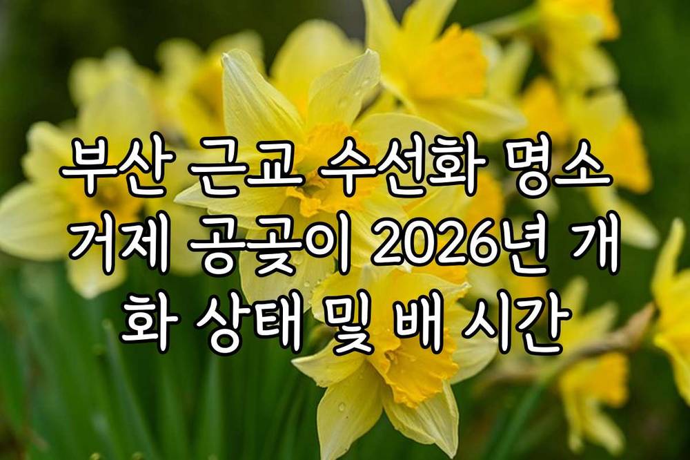 부산 근교 수선화 명소 거제 공곶이 2026년 개화 상태 및 배 시간