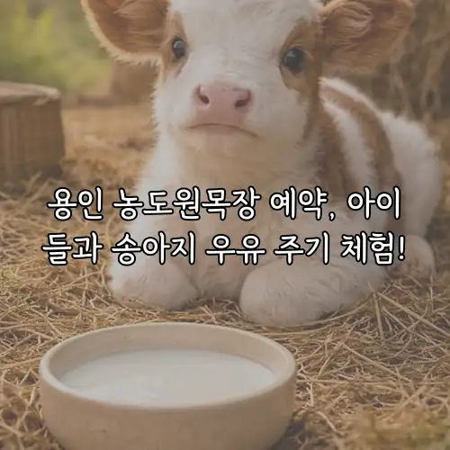 용인 농도원목장 예약, 아이들과 송아지 우유 주기 체험!