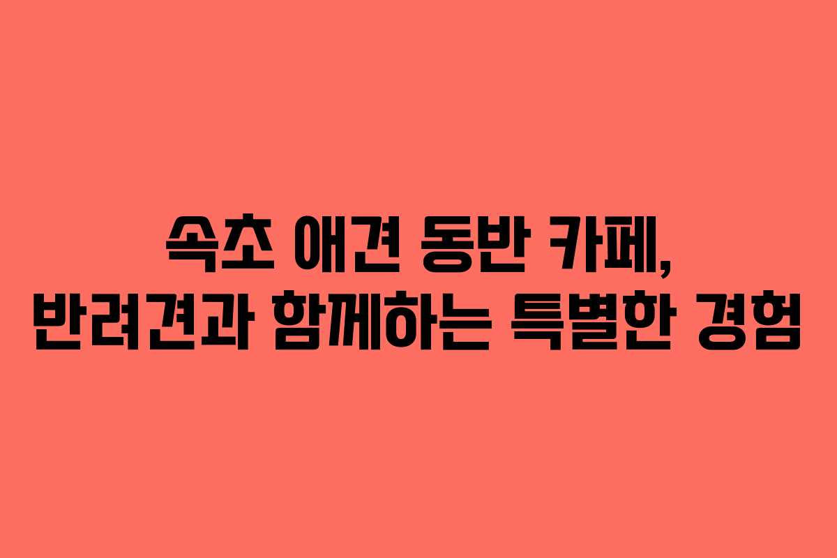 속초-애견-동반-카페,-반려견과-함께하는-특별한-경험